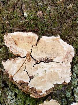 Image of Perenniporia phloiophila Gilb. & M. Blackw. 1984