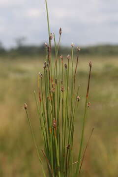 Image of Flat-Stem Spike-Rush