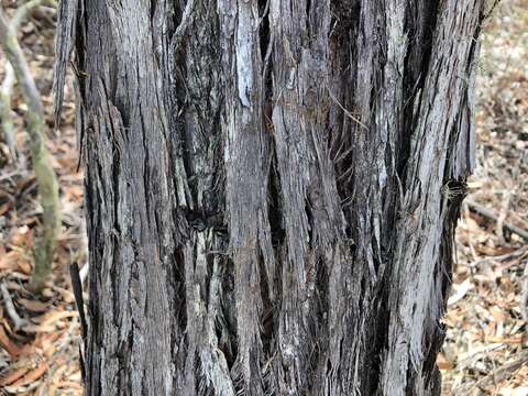 Imagem de Eucalyptus arenacea J. C. Marginson & P. Y. Ladiges