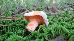 Sivun Lactarius salmoneus Peck 1898 kuva