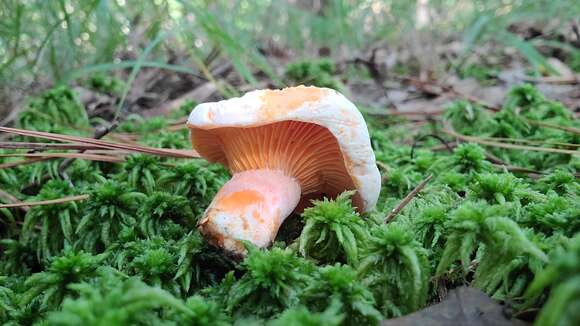 Lactarius salmoneus Peck 1898 resmi