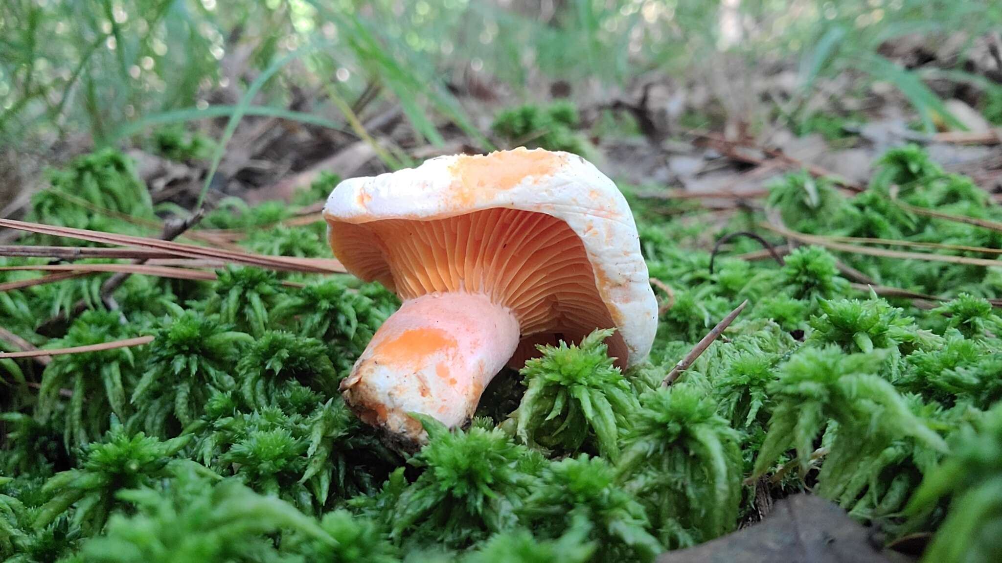 Слика од Lactarius salmoneus Peck 1898