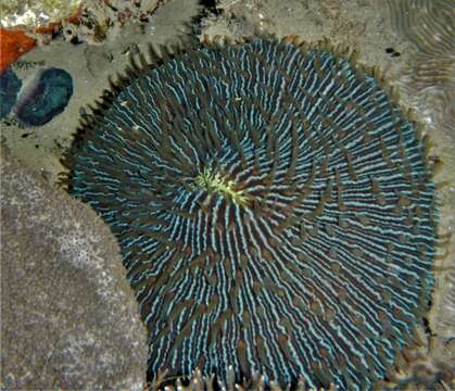 Image of Common Mushroom Coral