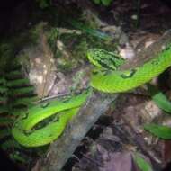 Image of Yellow-blotched Palm Pit Viper