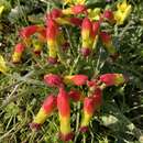 Imagem de Lachenalia quadricolor Jacq.