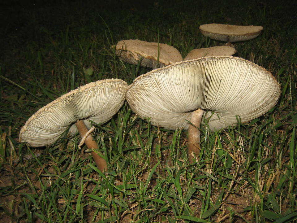 Plancia ëd Chlorophyllum molybdites (G. Mey.) Massee ex P. Syd. 1900