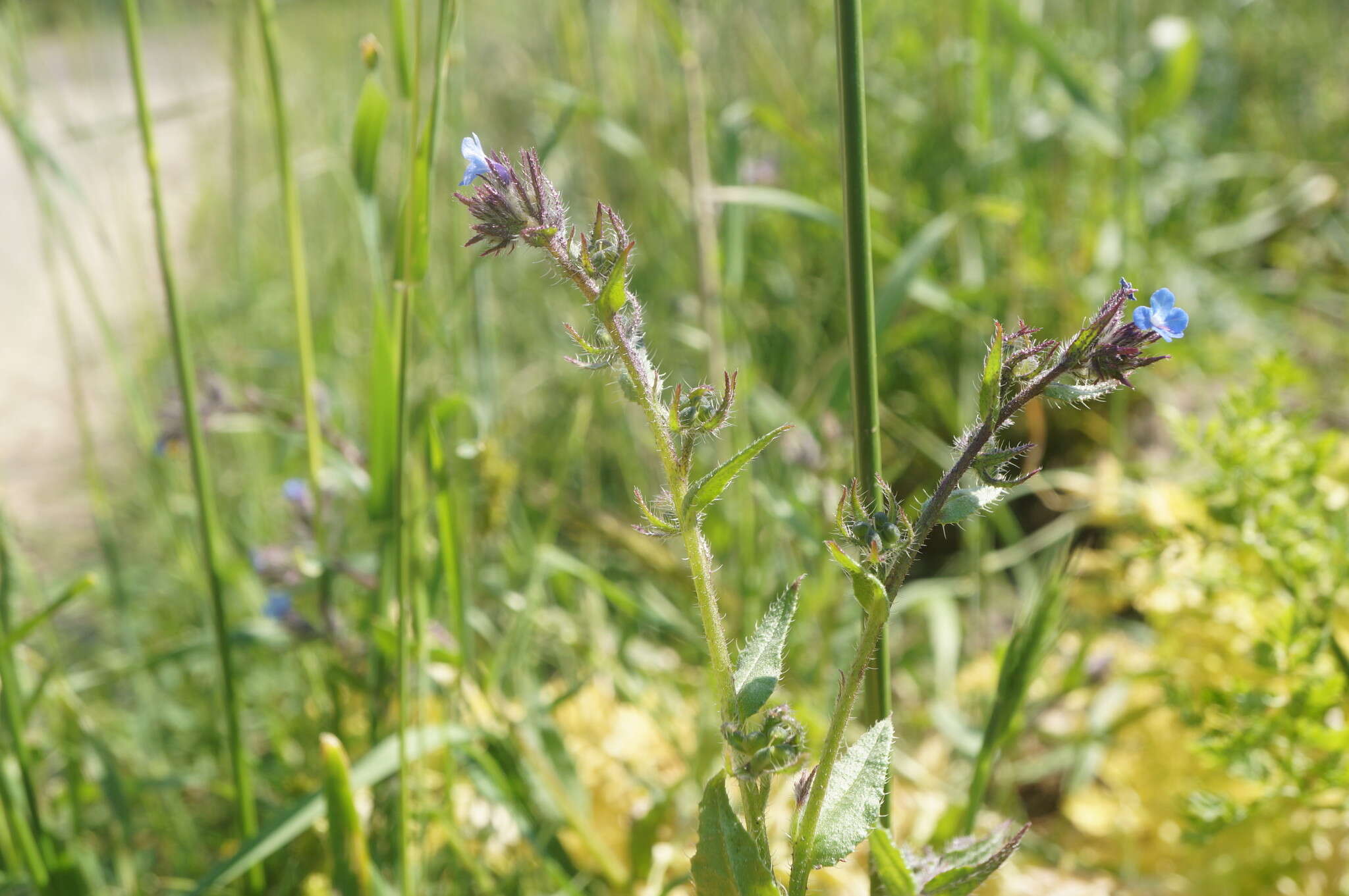 Image of Lycopsis arvensis subsp. orientalis (L.) Kuzn.