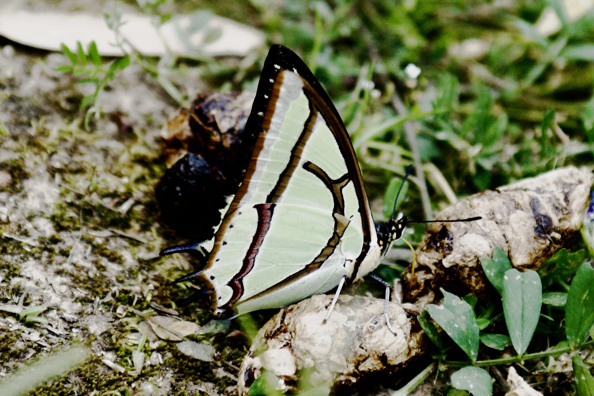 Image of Polyura narcaeus Hewitson 1854