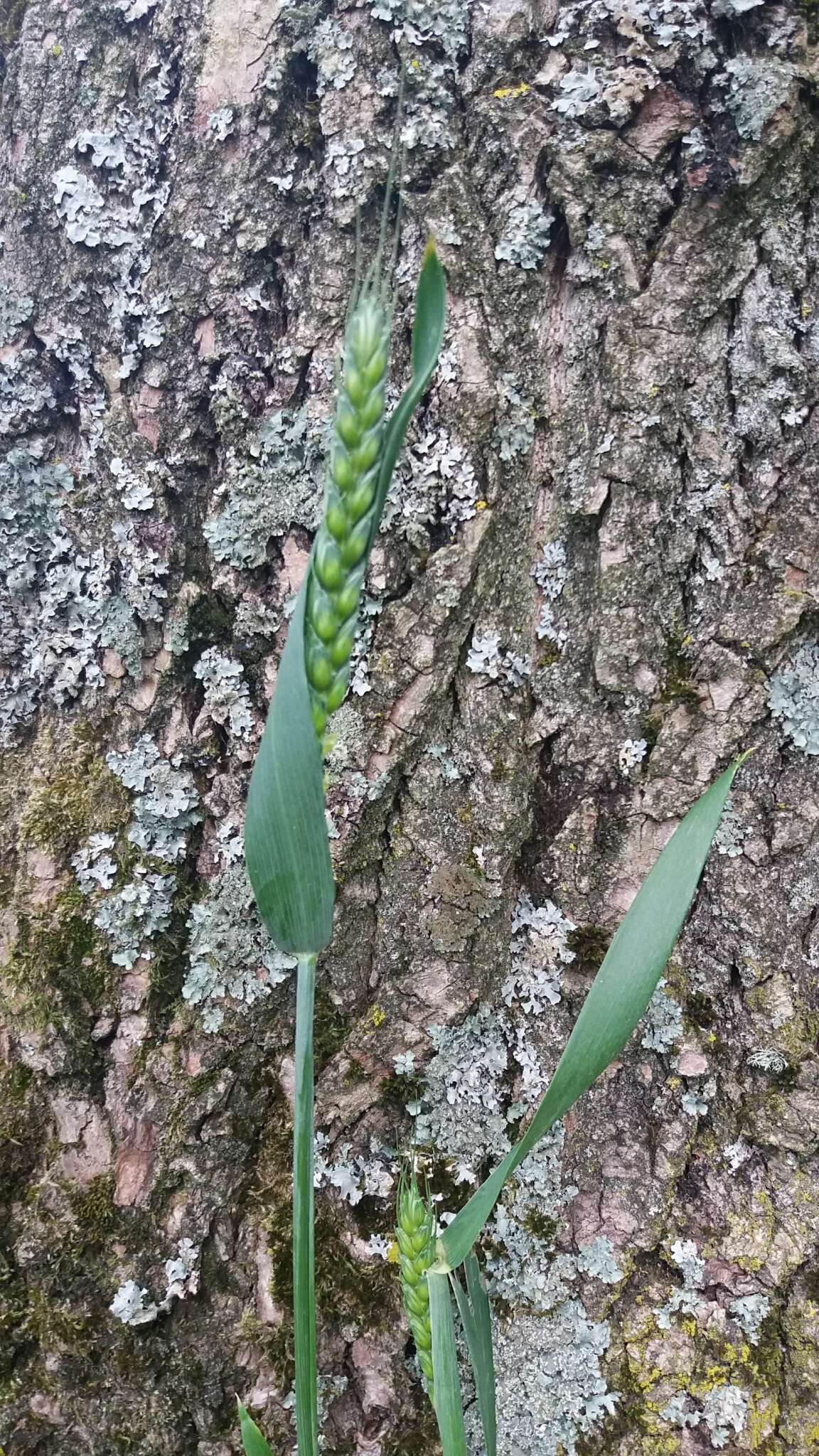 小麥的圖片