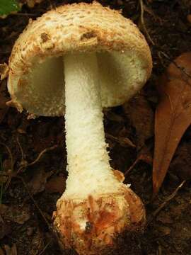 Plancia ëd Amanita daucipes (Sacc.) Lloyd 1898