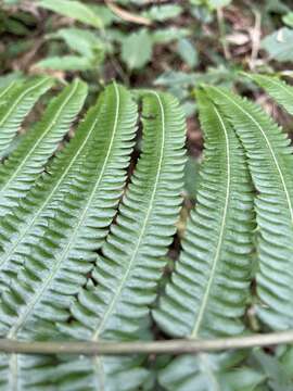 Image of Pseudocyclosorus esquirolii (C. Chr.) Ching