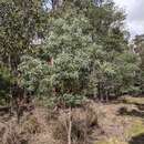 Слика од Eucalyptus amygdalina Labill.