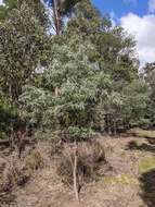 Слика од Eucalyptus amygdalina Labill.