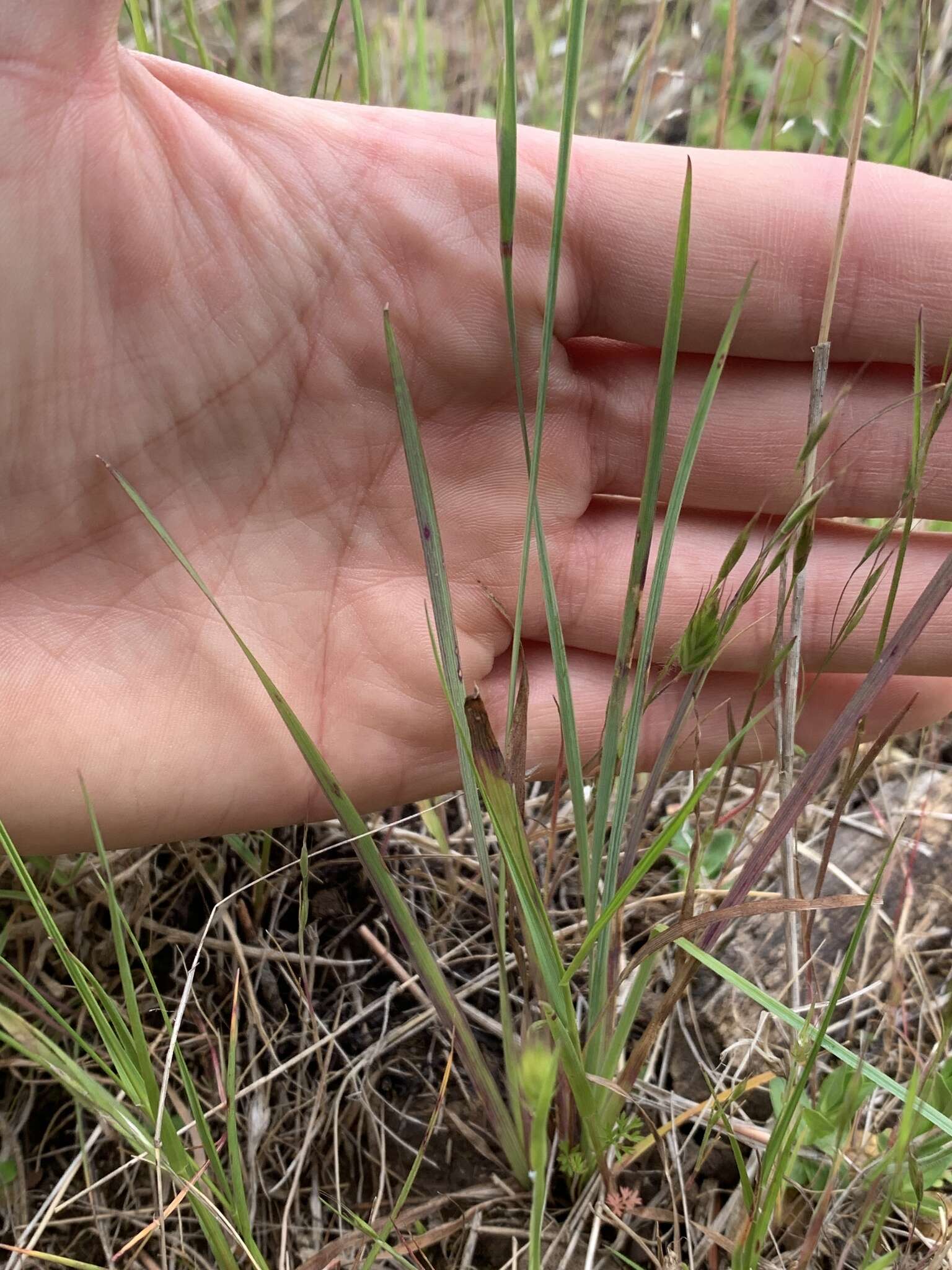 Image of Idaho blue-eyed grass