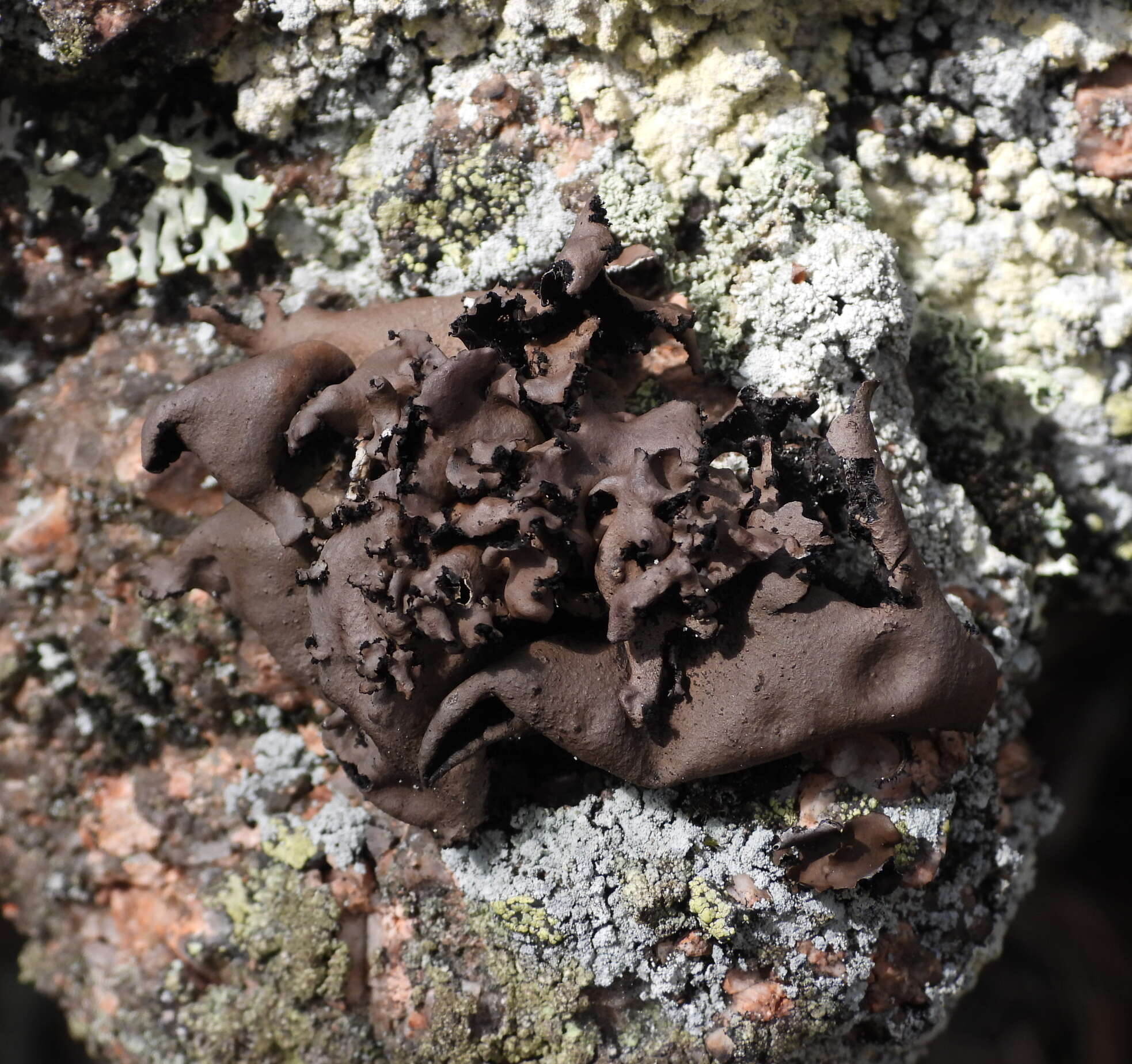 Image of manyroot navel lichen