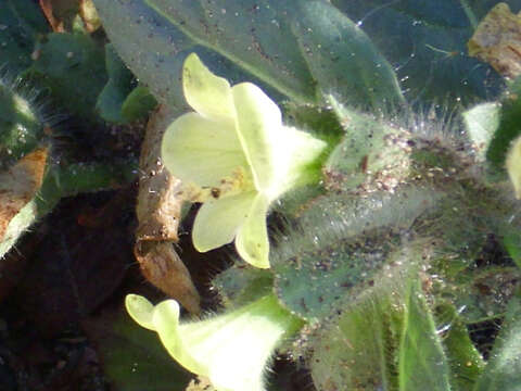 Image of white henbane