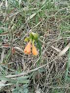 Image of Stenomesson aurantiacum (Kunth) Herb.