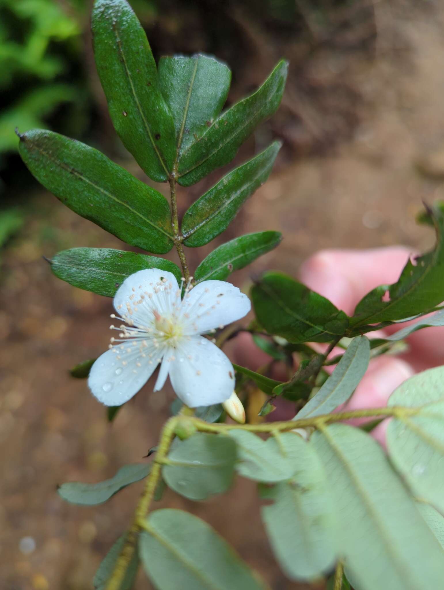 Image of Eucryphia moorei F. Müll.