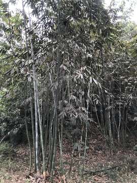 Imagem de Dendrocalamus latiflorus Munro