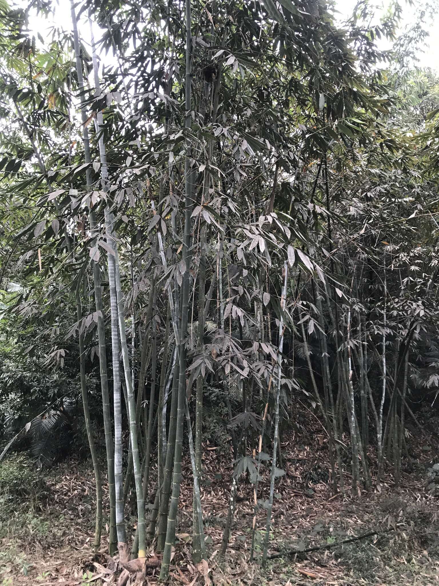 Image of wideleaf bamboo