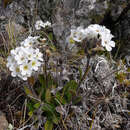 Imagem de Myosotis australis R. Br.