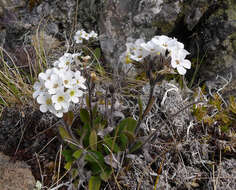 Image of Myosotis australis R. Br.