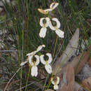 Image of Stylidium schoenoides DC.