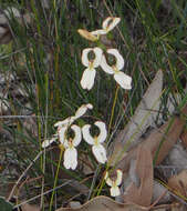 Stylidium schoenoides DC. resmi