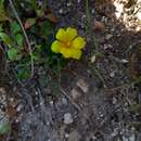 Plancia ëd Moraea galaxia (L. fil.) Goldblatt & J. C. Manning