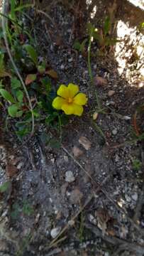 Image of Moraea galaxia (L. fil.) Goldblatt & J. C. Manning