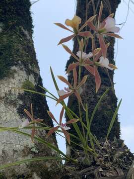 Image of Encyclia bractescens (Lindl.) Hoehne