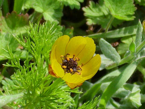 Image of Adonis microcarpa DC.