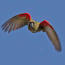 Image of Blaze-winged Parakeet