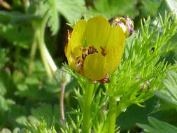 Image of Adonis microcarpa DC.