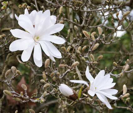 Image of Star Magnolia