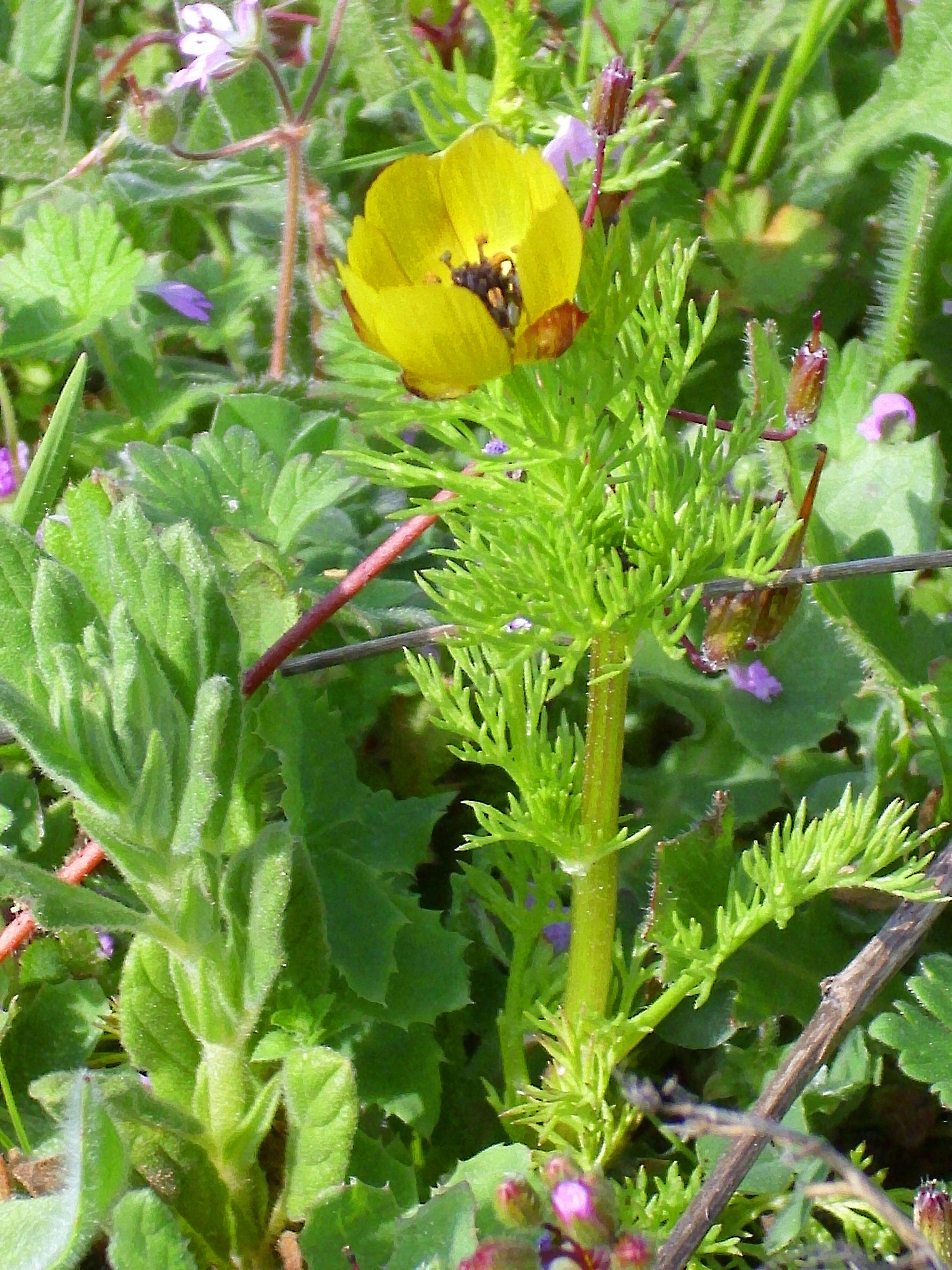 Image of Adonis microcarpa DC.