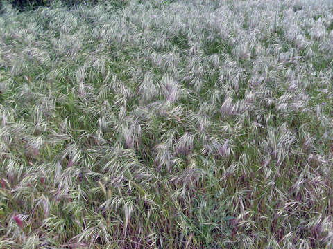 Image of compact brome