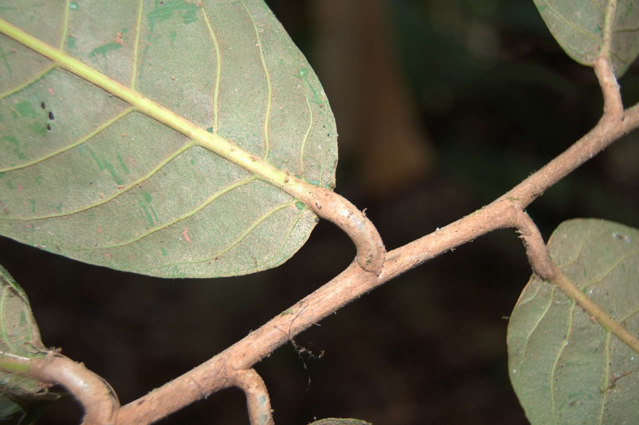 Sivun Licania corniculata G. T. Prance kuva