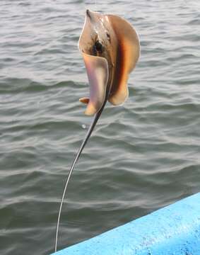 Image of Pearl stingray