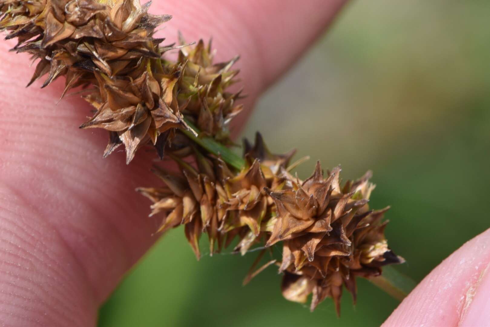 Sivun Carex triangularis Boeckeler kuva