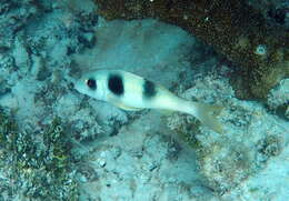 Image of Double-banded goatfish