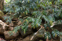 Image of Taiwan Catkin Yew