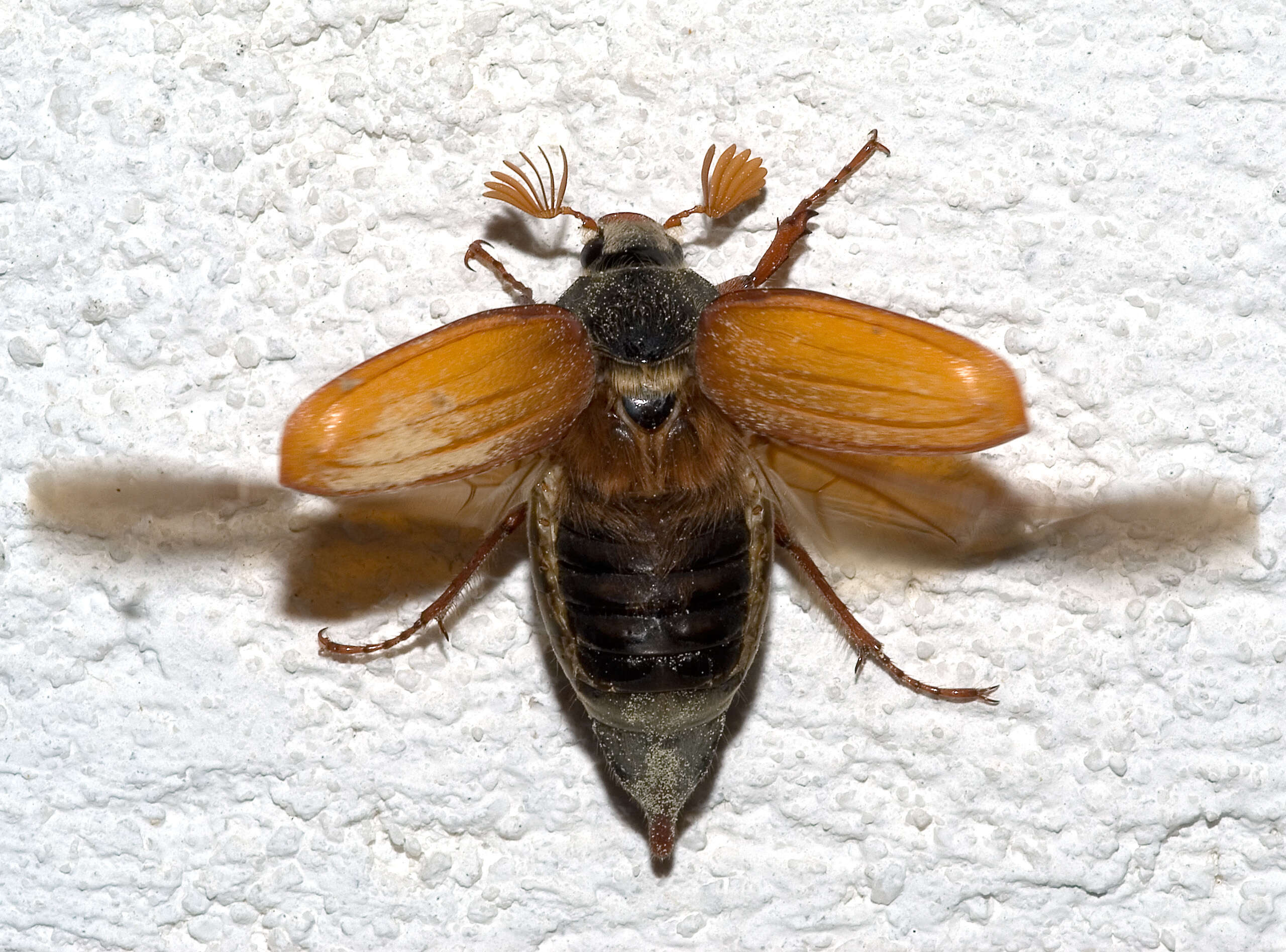 Image of Common cockchafer