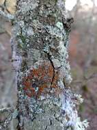 Image of orange lichen