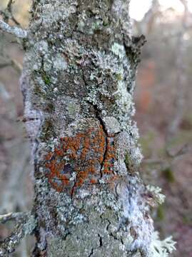 Plancia ëd Caloplaca ferruginea (Huds.) Th. Fr.