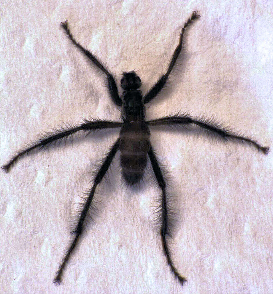 Image de Coelopidae