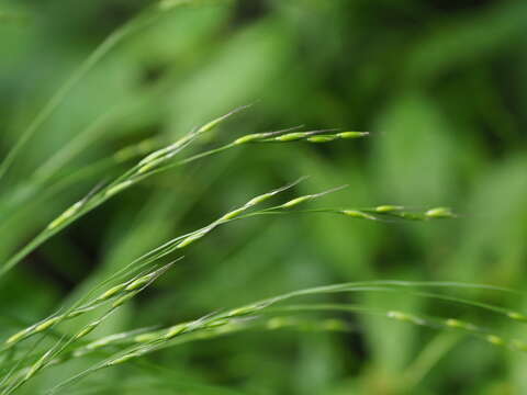 Plancia ëd Festuca parvigluma Steud.