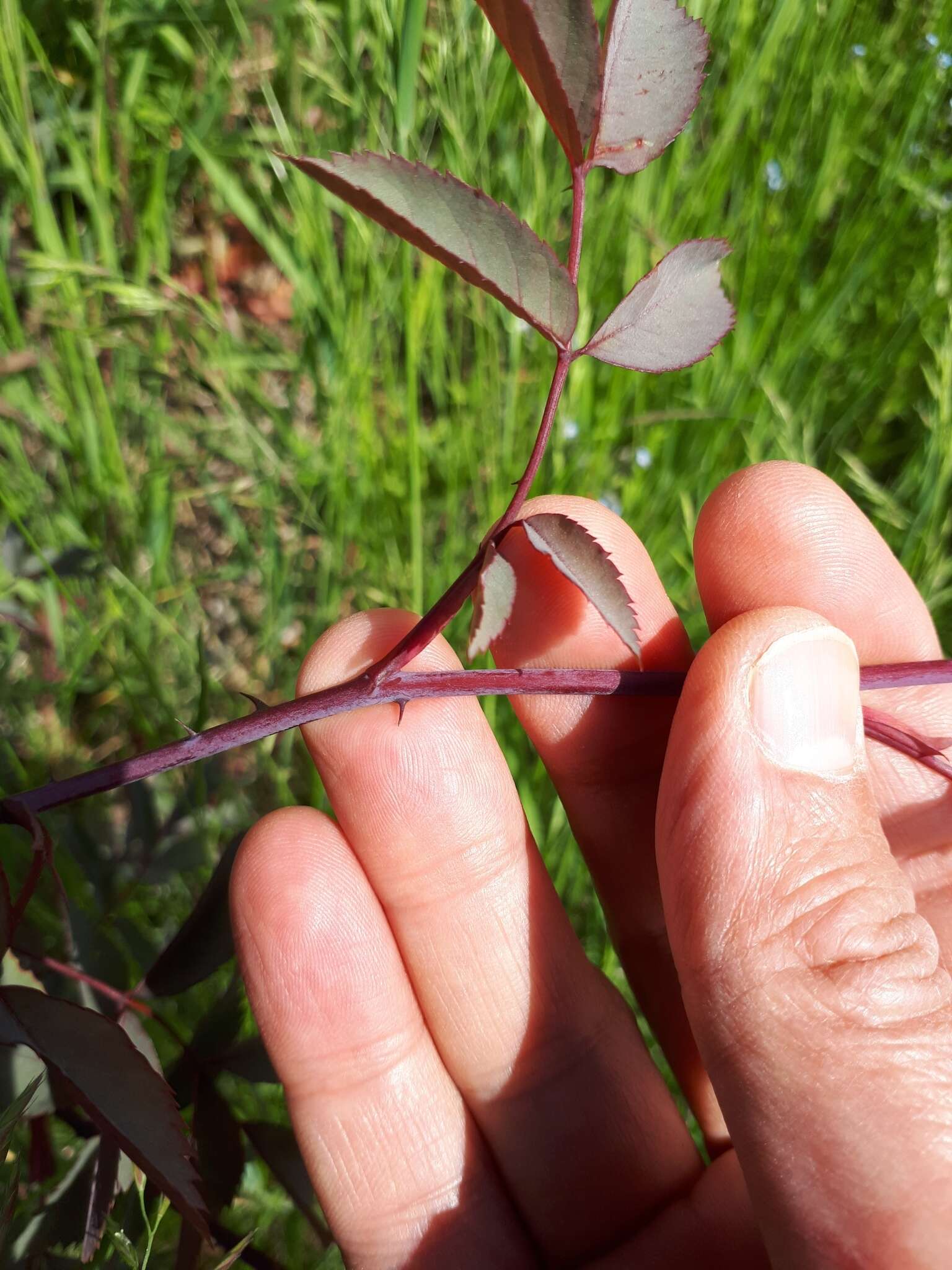 Plancia ëd Rosa glauca Pourret