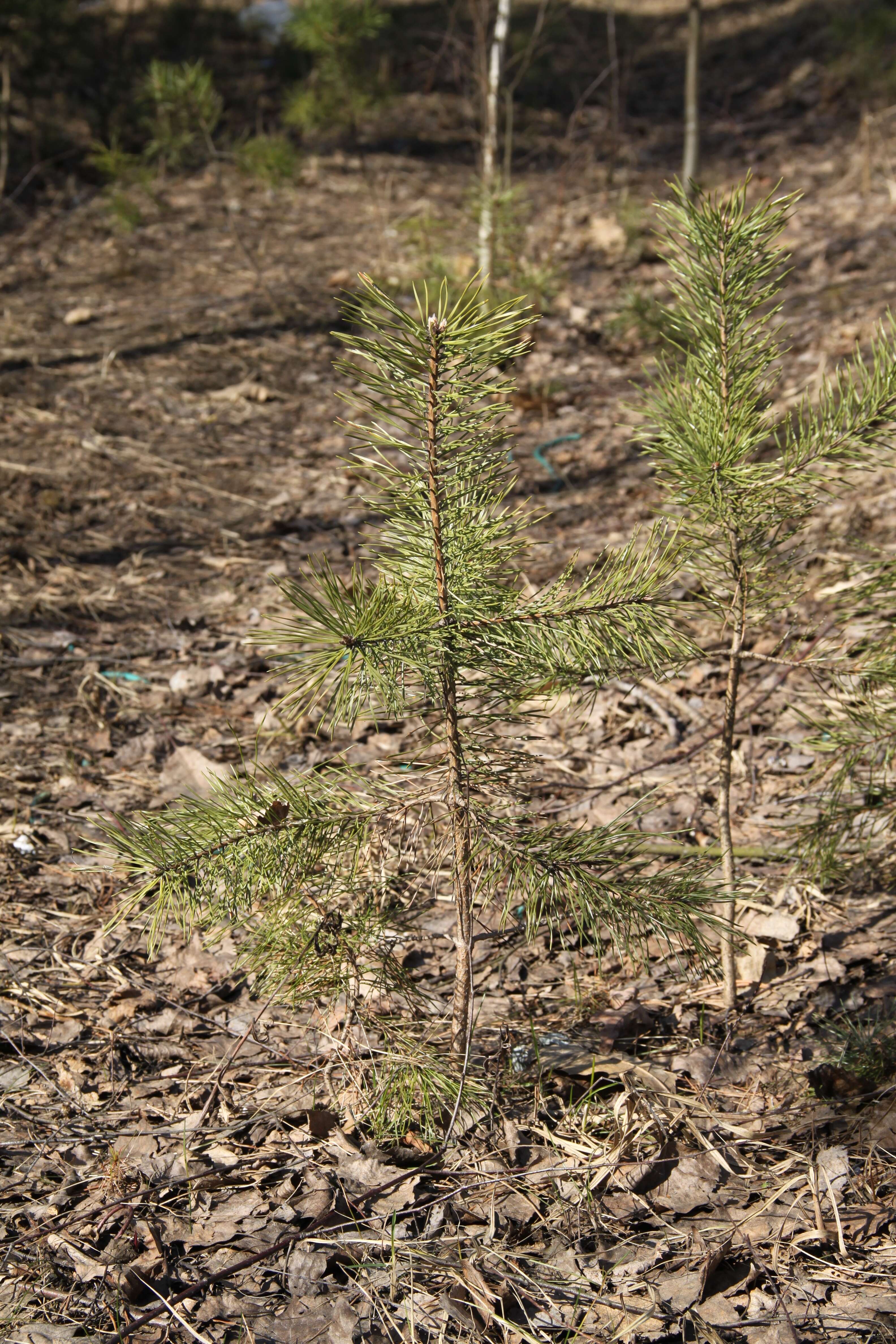 Image of Scotch Pine