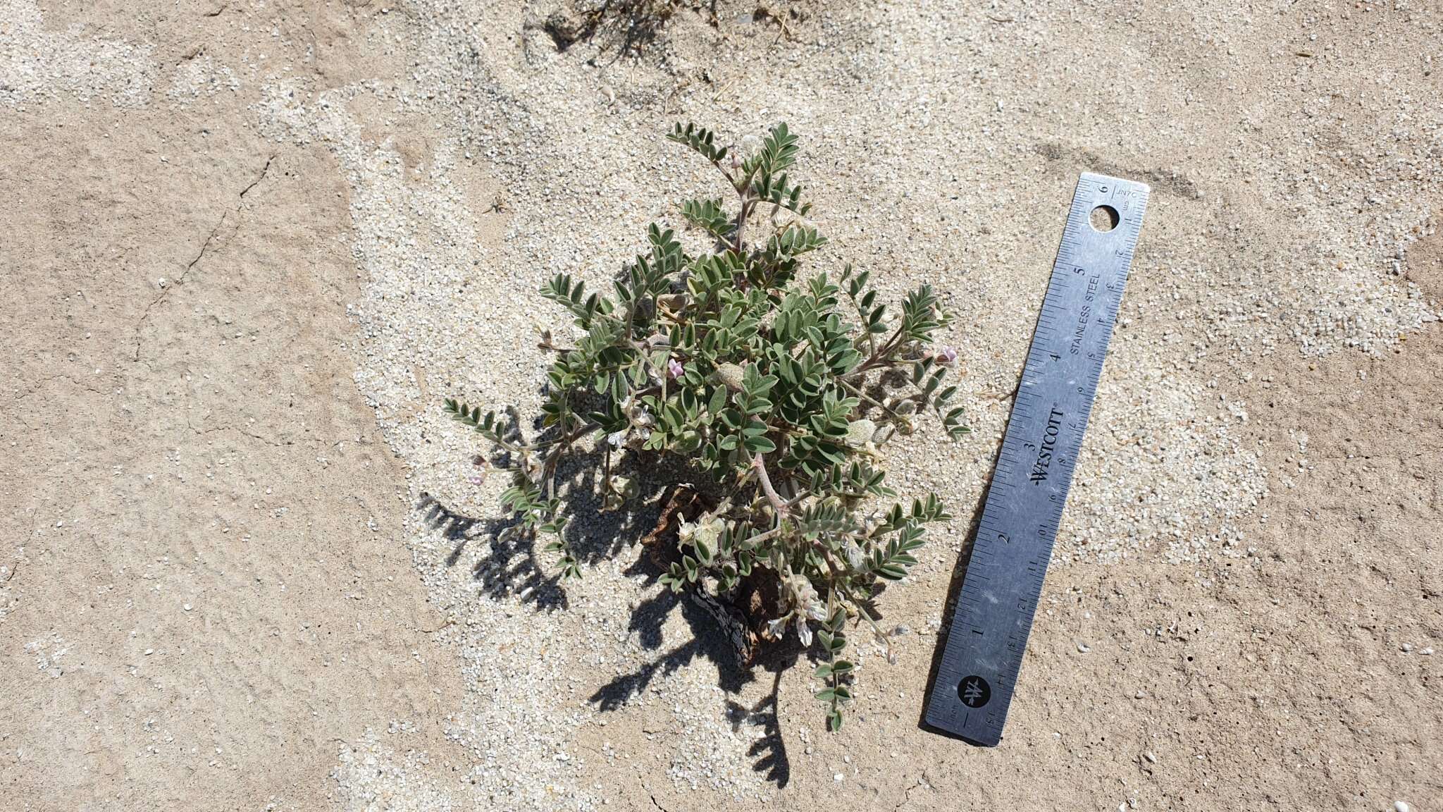 Image of gravel milkvetch